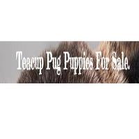 Teacup Pugs 4 Sale Home. image 1